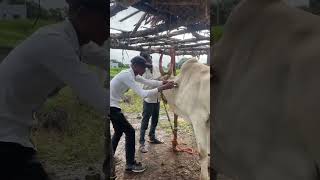 samruddhistudio3400 vetir veterinary selfcare selfimprovement selflove goatfarming [upl. by Phelia]