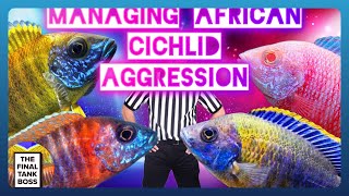 African Cichlid Aggression How to beat it [upl. by Assetan]