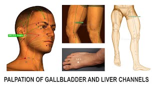 PALPATION OF GALLBLADDER AND LIVER CHANNELS [upl. by Nehgem]