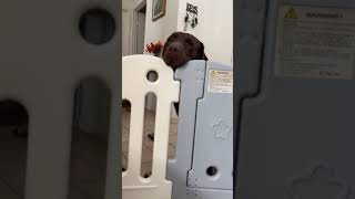 Open this dang door and let me be with the baby dog funnyvideo [upl. by Zawde267]