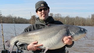 Monster Blue Catfish Trip 356 lbs of catfish in 8 hrs [upl. by Oznohpla]