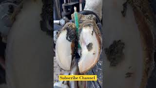 Cow Hoof Care and Treatment cuteanimal animals horse shorts shortsfeed shortvideo [upl. by Howie]