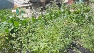 Growing Garbanzo Beans Chick Peas by The Lettuce People [upl. by Salohcin768]