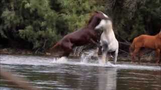 Epic Wild Horse Fight in the River Stallions Battling Over a Mare [upl. by Adnole]