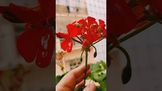 My Geranium Plant shorts geranium plants flowers  Cranesbill [upl. by Arianie135]