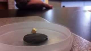 Superconductor Experiment  Meissner Effect [upl. by As446]