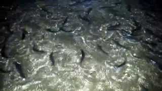 Grunion Run 2014  My Best Video of the Night Tons of Fish In Each Wave amp On the Beach [upl. by Ciaphus364]