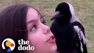 9yearold Is Best Friends With A Wild Magpie  The Dodo [upl. by Temme]