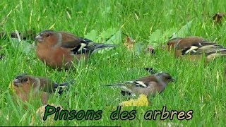 PINSONS des ARBRES en groupe [upl. by Einiar]