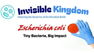 E coli Explained Tiny Bacteria Big Impact [upl. by Varini271]