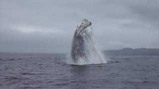 espectacular salto de ballena jorobada en caleta chañaral de aceituno temporada 2017 [upl. by Elbon137]