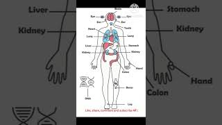 Male human anatomy body internal organs [upl. by Anairt973]