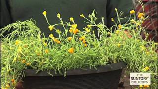 How to Grow Silver Leaf Yellow Helichrysum [upl. by Tran]