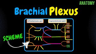 Brachial Plexus Scheme  Quiz  Anatomy [upl. by Aidnama]