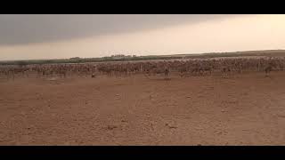 COMMON ELAND waiting for the food [upl. by Linsk]