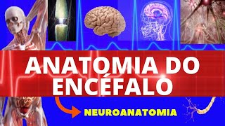 ANATOMIA DO ENCÉFALO ANATOMIA HUMANA  NEUROANATOMIA DO ENCÉFALO  SISTEMA NERVOSO  NEUROANATOMIA [upl. by Barnett363]