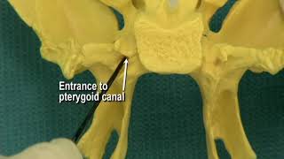 114 Step 24 Pterygoid canal and pterygopalatine fossa [upl. by Lawlor]