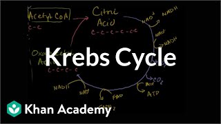 Krebs  citric acid cycle  Cellular respiration  Biology  Khan Academy [upl. by Emmit]