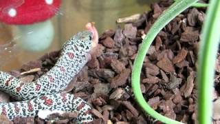 Lampropeltis mexicana mexicana quotgranitquot [upl. by Grussing]