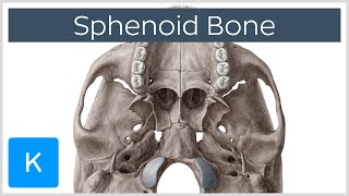 Sphenoid Bone  Definition Location amp Function  Human Anatomy  Kenhub [upl. by Gothurd]