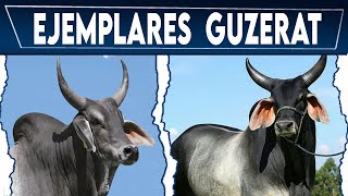 🏆 RAZA GUZERAT HERMOSOS EJEMPLARES ✅ Vacas Lecheras y Carnicas Crea tu negocio Ganadero [upl. by Kerri]