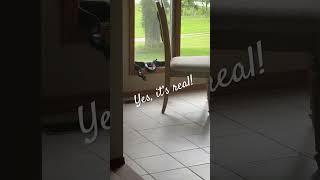 POV You are showing a vacant house that isn’t so vacant after all 😳 realtorlife Snake Realtor [upl. by Htrag]