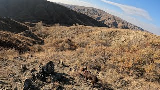 Zırhlı Keklik 😲  Armored Chukar 😲 Incredible Shots at Patridge Hunt [upl. by Ahsikyt]