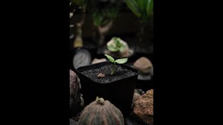 Cyphostemma uter vmacropus seeding 一年的等待 一個月的成長🌱 [upl. by Bellaude551]