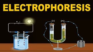 Electrophoresis  12th Std  Chemistry  Science  CBSE Board  Home Revise [upl. by Wivina]