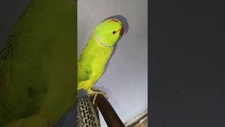 My hand tame pyara guttu ❤️❤️❤️❤️❤️ parrot birds mitthu funny [upl. by Suiravad]