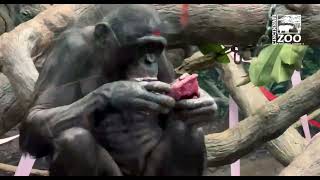 World Bonobo Day  Cincinnati Zoo [upl. by Ardnohsal]