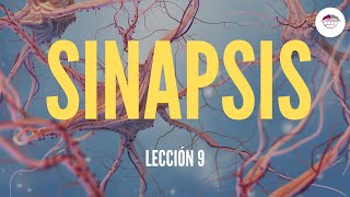 9 SINAPSIS FISIOLOGÍA DEL SISTEMA NERVIOSO [upl. by Notpmah376]