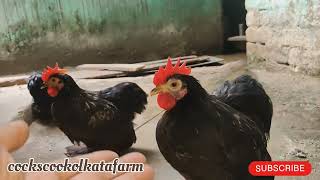 Cochin bantum West Bengal poltryfarm murgi farm business polti murgi farm hen dairyfarm birds [upl. by Reine772]