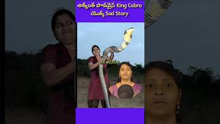 longest King Cobra ever lived  kingcobras factsintelugu factsshorts telugufacts [upl. by Azriel]