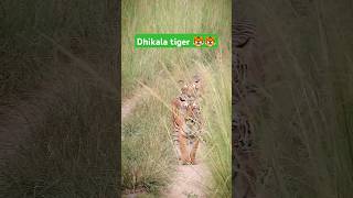 Tiger zone tiger nature fighting [upl. by Zeb]