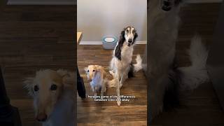 walkies with wormies part 1 shortsvideo borzoi silkenwindhound dogtok [upl. by Ettenahc]