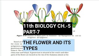 Class 11 BiologyCh5 Part7The FlowerStudy with Farru [upl. by Kyrstin]