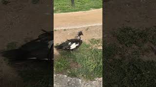 Brackenridge Park 12 Duck taking a morning walk😝 [upl. by Anelec547]