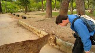 Bowing Deer in Nara Park [upl. by Eelyram]