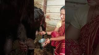 Beutiful hand milking 👍😍🔥youtube shorts [upl. by Airednaxela461]