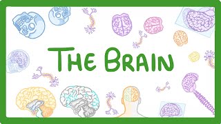 GCSE Biology  The Brain 30 [upl. by Merdith]