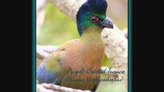 PurpleCrested Turaco [upl. by Pacificia]