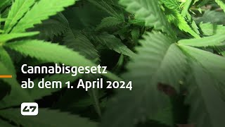 STUDIO 47 live  CANNABISGESETZ AB DEM 1 APRIL 2024 [upl. by Audris]