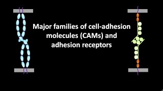 Major families of cell adhesion molecules or CAMs and adhesion receptors [upl. by Wylde]