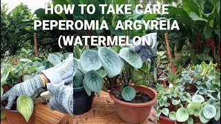 GARDENING CARE TIPSREMOVE UNHEALTHY LEAVESPEPEROMIA ARGYREIA AKA WATERMELON plantcare [upl. by Alina]