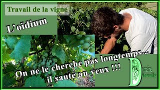 Une maladie fréquente dans la vigne  loïdium [upl. by Rausch]