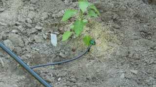 How To do Drip Irrigation with Emitters [upl. by Gerrit]