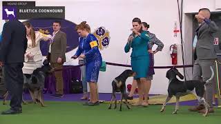 Bluetick Coonhounds  Breed Judging 2020 [upl. by Calandria]