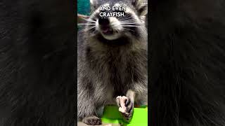 Natures Little Bandits The Adorable Life of Baby Raccoons  Paws on the Planet [upl. by Relluf]