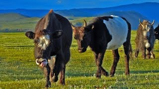 Pelea entre un toro y una manada de Yaks [upl. by Inoue]